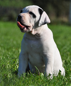 G�ox aka Tayson